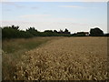 Wheat field and cottages on Pollards Lane