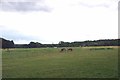 Paddocks on Woodredon Farm