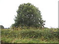 TL1013 : Tree by Luton Lane, Redbourn by David Howard