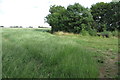 Field by Astwell Castle Farm