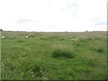 TA2569 : Sheep grazing beside the Headland Way by Graham Robson