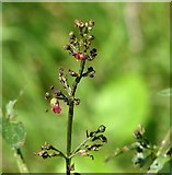 TM4599 : Water figwort (Scrophularia auriculata) - flowers by Evelyn Simak