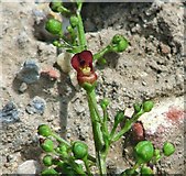 TM4599 : Water figwort (Scrophularia auriculata) - flower by Evelyn Simak