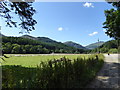 Sheep in field at Inveronich