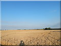 Wheat field, Burstall