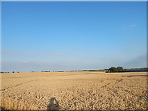 TM1044 : Wheat field, Burstall by Hamish Griffin