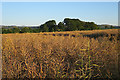 NT1369 : Field near Ratho Mains by Anne Burgess