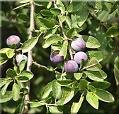 TG3303 : Blackthorn or sloe (Prunus spinosa) by Evelyn Simak