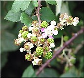 TG3302 : Ripening blackberries (Rubus fruticosus) by Evelyn Simak
