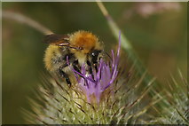 NH3940 : The bumblebee Bombus pascuorum, Struy by Mike Pennington
