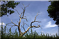 Dead tree near Chilmead Farm