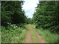 Track through woodland, Ellemford Bridge