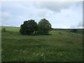 Hillside grazing near Whitchester Lodge