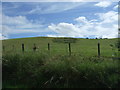 Hillside grazing, Millburn Bridge