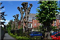 Pollarded trees beside footpath off Priory Walk