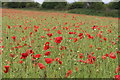 Poppy field near Ford