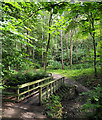 Woodland glade beyond footbridge