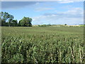 NT9553 : Crop field near Low Cocklaw by JThomas