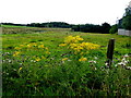 Weeds along, Glencam Road, Mullaghmore