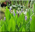 Pickerel Weed (Pontederia cordata)