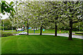 Blossom on the edge of Tamworth Services