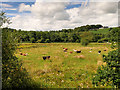 SJ9850 : Cows Grazing near Basford Green by David Dixon