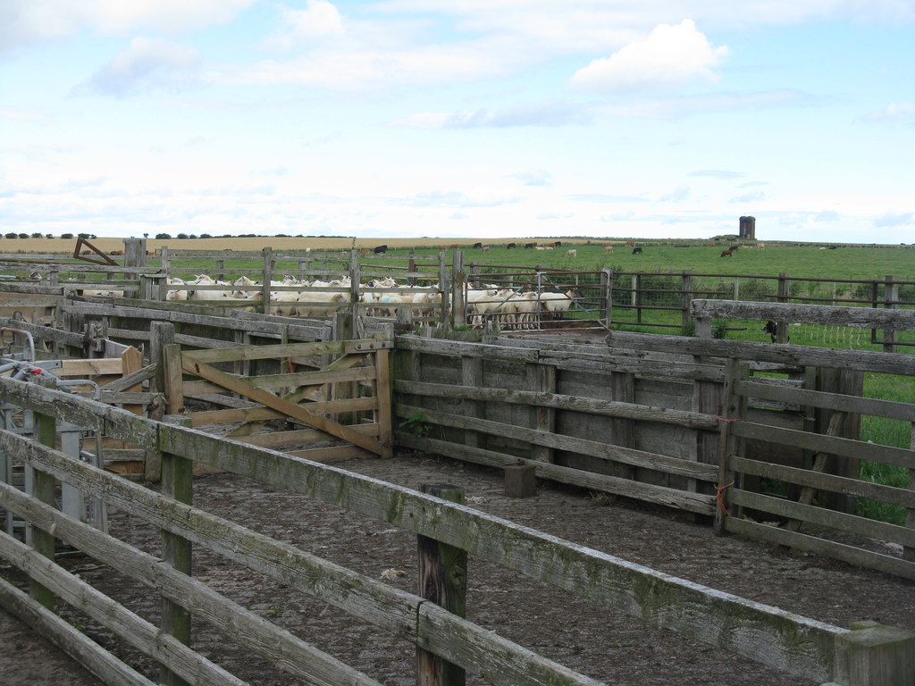 sheep-fold-at-elwick-m-j-richardson-geograph-britain-and-ireland