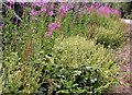 Wood sage and rosebay in Bixley Wood, Beckley