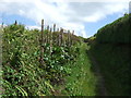 Bridleway towards Lizard