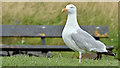 J5979 : Herring gull, Donaghadee (August 2017) by Albert Bridge