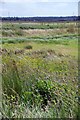 TM0933 : Water Mint & Fleabane in Cattawade Marshes by Glyn Baker