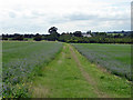 Track towards Snorehamall Grove