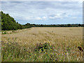 Barley field