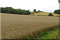 Deciduous plantation at the edge of a wheatfield