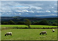 Sheep next to Goose Lane