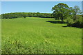 ST4908 : Grassland with trees north of Romsey Farm by Derek Harper