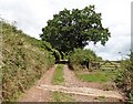 SS9816 : Track on Barton Hill by Roger Cornfoot