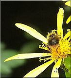 SX9050 : Bee on flower, Coleton Fishacre by Derek Harper