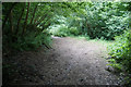 Path in Badger Copse