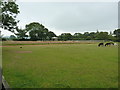 Donkeys in a field at Trow