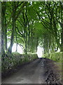 Avenue of beech trees at Carbaglet