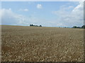 Cereal crop near Shingle Hall