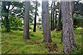 NJ8520 : Conifers in Middleton Wood by Alan Reid
