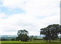 Grassland near Langho