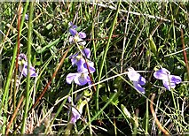 TQ7920 : Heath dog-violet, Holman Wood Field, Brede High Woods by Patrick Roper