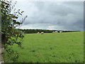 Sheep grazing near Smith