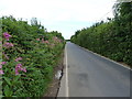 Beechtree Lane heading for Branscombe Cross