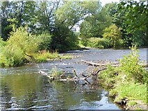 NZ2314 : River Tees near Merrybent by Oliver Dixon