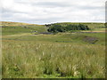 Rough pastures around Heathery Cleugh