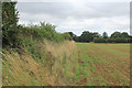 SE7466 : Field beside the Road to Kirkham by Chris Heaton